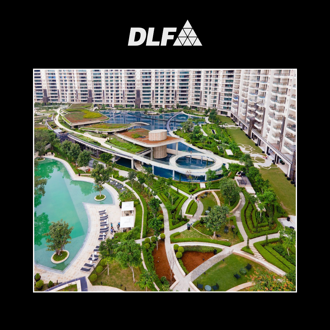 DLF Camellias